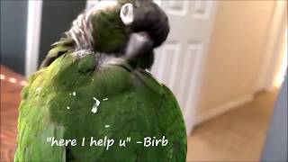 Pin feather fix  Demo  How to remove pin feathers  Part 2  Preening EverythingAnimals CA [upl. by Palm741]