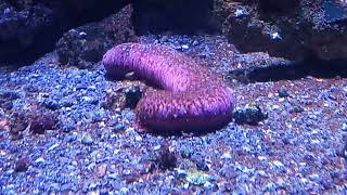 Pinkfish Sea Cucumber Holothuria edulis [upl. by Llerrej]