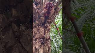 Harvesting Oil Palm Weekly Farm Routine with a Long Fruit Cutter [upl. by Wills283]