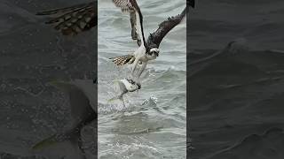 Crazy Osprey almost drowns trying to catch a huge fish wildlife bird birds ospreys [upl. by Emearg243]