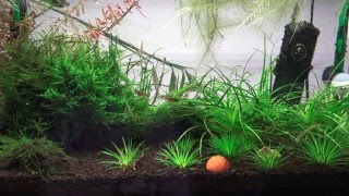 ADA 60P  Eriocaulon Planted Tank  2016 January  Erio Japan Shiga 4K [upl. by Iaht]