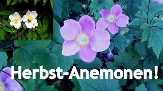 Das letzte Aufbäumen der Blüten  Die Herbst Anemone im Profil [upl. by Nannarb]