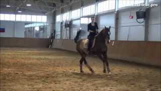 Akhalteke stallion ShumerShael  dressage training [upl. by Aiekahs]