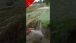 Alluvione in Emilia Romagna nuova tracimazione del Quaderna [upl. by Aisilef]