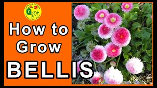 How to Grow Bellis Monstrosa Flowering Plant from Seeds  How to Grow Bellis Perennis From Seeds [upl. by Hannasus]