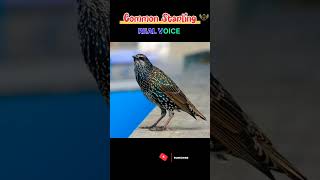 Common Starling Bird Callbirds birdfacts birdsounds starlingbird [upl. by Eiramnwad]