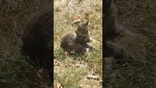 Cat sunbathing on the grass  Çimlerde güneşlenen kedi [upl. by Kcirdez]