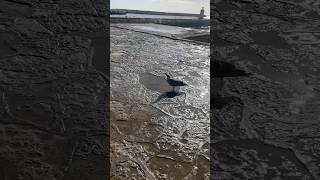 葡萄牙喝水的海鷗seagull drinking water in Lagos [upl. by Luebke]