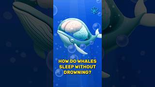 How do whales sleep without drowning knowledgeshorts interesting whales whalessleep [upl. by Bruning243]