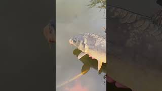 fishing carp yt youtubeshorts fish nature babawędkuje [upl. by Orferd]