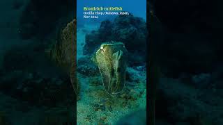 Cuttlefish okinawa scubadiving [upl. by Dun]