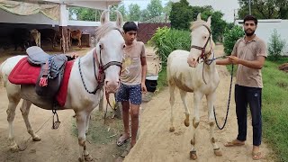 Kesari ko first time Sadal amp Lagam Laga Di❣️🐎 [upl. by Idissak]