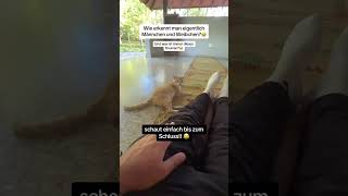 Ist diese Katze männlich oder weiblich 🥲😭🥹🐈 cat cats catvideos catlovers kitten kitty fy [upl. by Nedmac36]