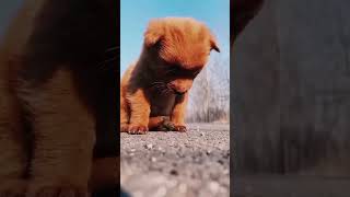 Cuties 😍😍 doglove bollywood song [upl. by Radnaskela]