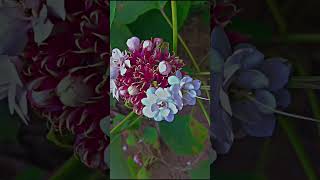 Clerodendrum Chinense  Hazari Mogra Plant 😍🌸flower nature love yt ytshortsindia likeforlikes [upl. by Harpole]