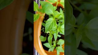 Chilli seedlings garden shorts ytshorts [upl. by Surtemed476]