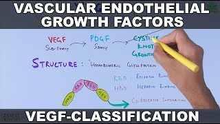 Vascular Endothelial Growth Factor  VEGF  Classification and functions [upl. by Irahcaz650]