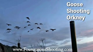 Goose shooting in Orkney 202223 [upl. by Aihtnys]