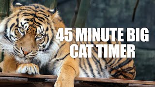 45 Minute Timer  FortyFive Minute Big Cat Timer  Tiger Growling Alarm Sound [upl. by Akir]