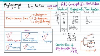 Phylogeny evolution  molecular tools in phylogeny  cladistic rule for phylogenetic tree analysis [upl. by Etienne]