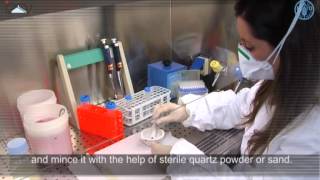 Preparation of the samples for RNA extraction [upl. by Abbottson]