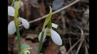 Galanthus Elwesii  Planting amp Nourishing This PollinatorFriendly Heirloom Plant [upl. by Isaacson]