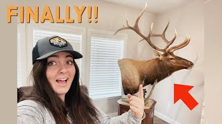 BRINGING MY BULL BACK TO LIFE Full Taxidermy Process [upl. by Nixie]