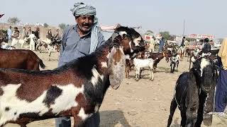 Bakra Mandi sahiwal mein bahut khubsurat bacchon wali bakriyan sasta rate Zafar Bakra TV [upl. by Gipson]