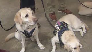 Previewing the NYPDs Canine and Friends calendar [upl. by Shelagh]