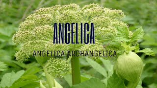 Propiedades medicinales de la Angelica Archangelica [upl. by Rehctelf]