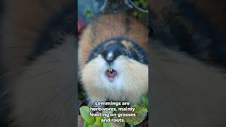 The Truth About Lemmings Myths vs Reality lemming facts wildlifeinsights [upl. by Richers738]