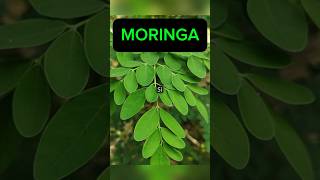 Les Bienfaits Du Moringa [upl. by Kramlich]