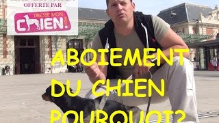 Explication de laboiement du petit chien dans la rue [upl. by Kamila]