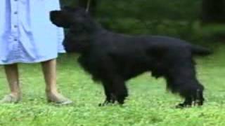 Field Spaniel part 1 [upl. by Noirad]