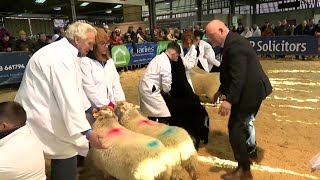 Pencampwriaeth Defaid Mynydd Cymreig  Welsh Mountain Sheep Championship [upl. by Ynner]