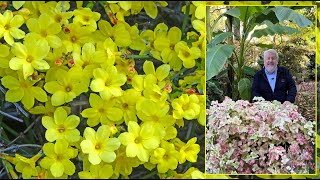 JASMINS À FLEURS JAUNES ARBUSTES GÉNÉREUX DÉCORATIFS TOUTE L’ANNÉE Le Quotidien du Jardin N°438 [upl. by Rein]