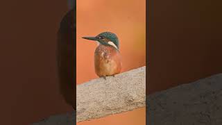 Alcedo atthis  Kingfisher nature naturefilm piano kingfisher nikon river romania autumn [upl. by Lianne]