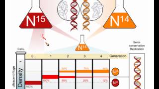 Meselson Stahl Experiment [upl. by Nnaeus]