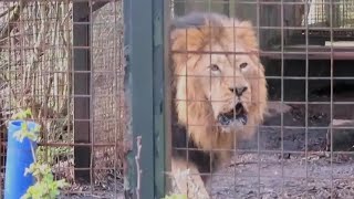 Roaring Asiatic Lion at Edinburgh Zoo  140323 [upl. by Caryn949]