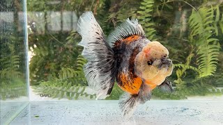 15099 Kirin Rosetail Oranda [upl. by Anialem]