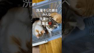 洗濯干した後はみんな洗濯かごへ集合‼️ ねこのいる生活 子猫 猫 スコティッシュフォールド cat catcute catbaby 兄弟 [upl. by Gnidleif]