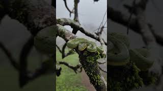 Bamboo Pit Viper  Snakes of India  Dhakgad Fort shorts youtubeshorts snake [upl. by Ratep410]