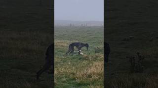 ferreting rabbiting hunting catchdog lurcher rabbitexpress [upl. by Eugnimod]