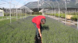 Lavendel Hidcote Blue  In der Provence zu Hause [upl. by Lean]