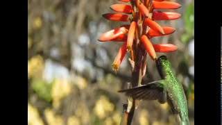 De Flor en Flor  LOS LAURELES DEL SUR  Canal oficial Youtube [upl. by Devad]