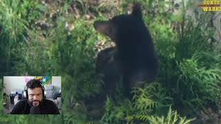 Live BEAR on THE LOOSE california losangeles [upl. by Alyakcim]