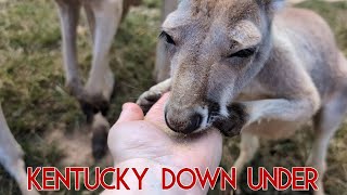 Petting kangaroos at KY down under [upl. by Oswell963]