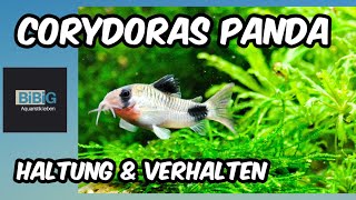 Der Corydoras Panda  Haltung amp Verhalten  Fischenzyklopädie  BiBiG [upl. by Lenni]