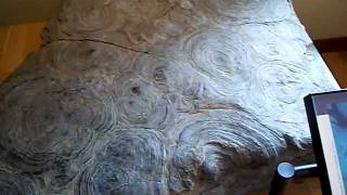 Stromatolite fossils [upl. by Annwahs]