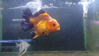 KOKI ORANDA BLACK GOLD ROSETAIL [upl. by Newcomb]